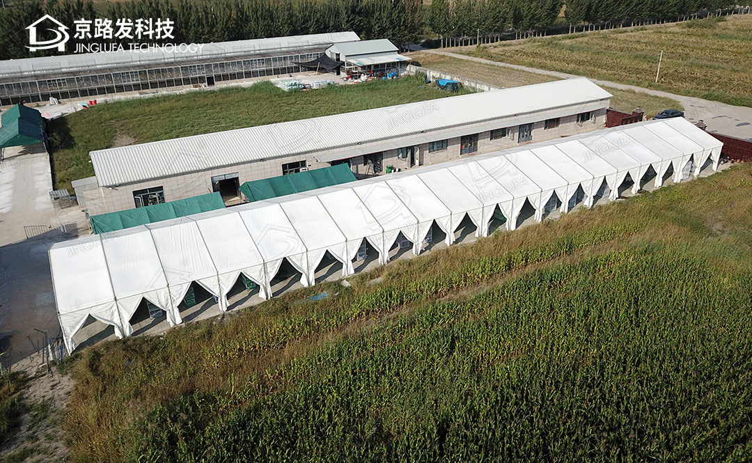 天津宁河赛鸽养殖基地